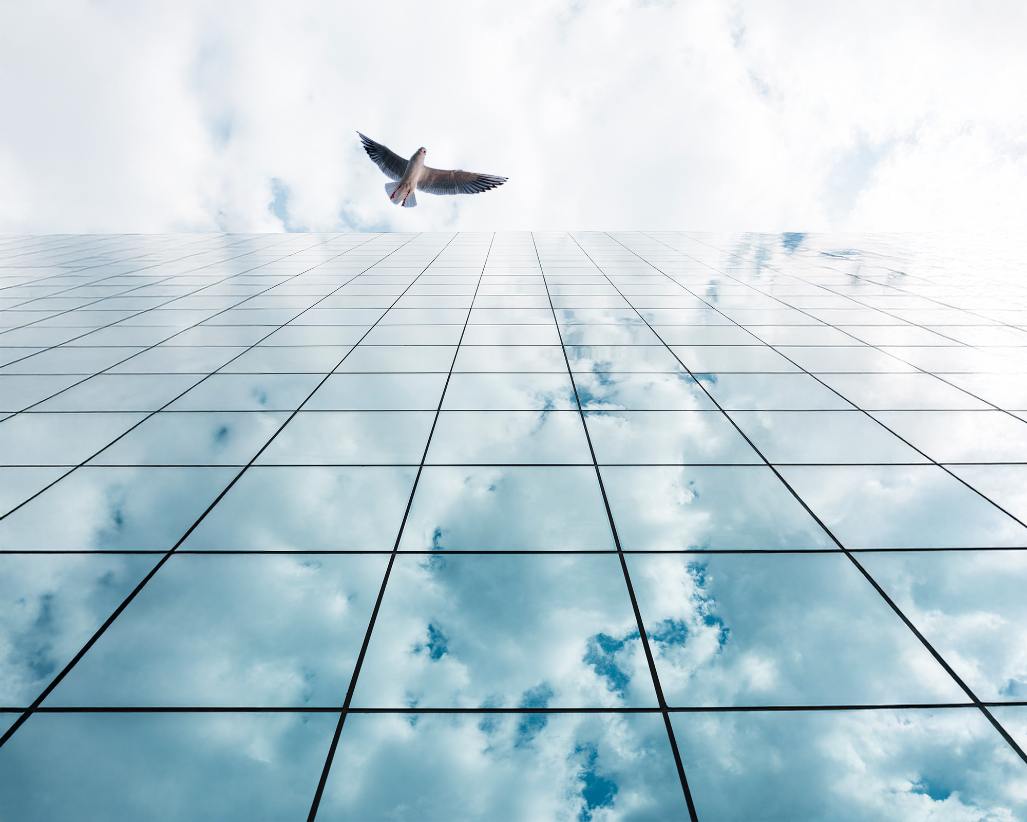 Bird Friendly Safety Films